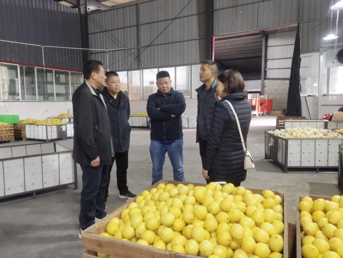 調(diào)研檸檬之都，探尋水果合作機(jī)遇